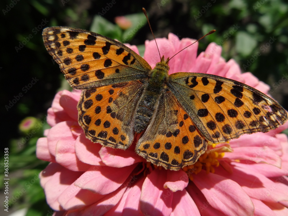 The Queen of Spain fritillary (Issoria lathonia) on zinnia flower. The Queen of Spain fritillary (Issoria lathonia) on zinnia flower.