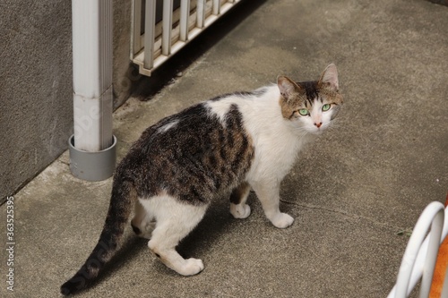 A spotted cat is walking and looking back at camera. Its eyes are green. © Fuji