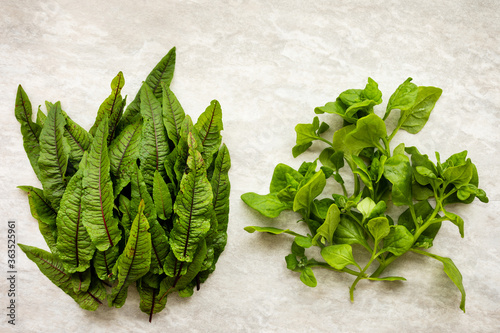 Two piles of green leaves: New Zealand spinach (Tetragonia tetragonoides) and Bloody dock (Rumex sanguineus). Flat lay view on gray background. photo