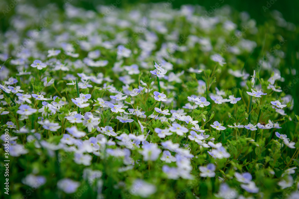 Small white flowers in a green field, beautiful spring summer background. Soft focus. Image for agriculture, perfumes, SPA cosmetics, medical industry and various advertising materials.