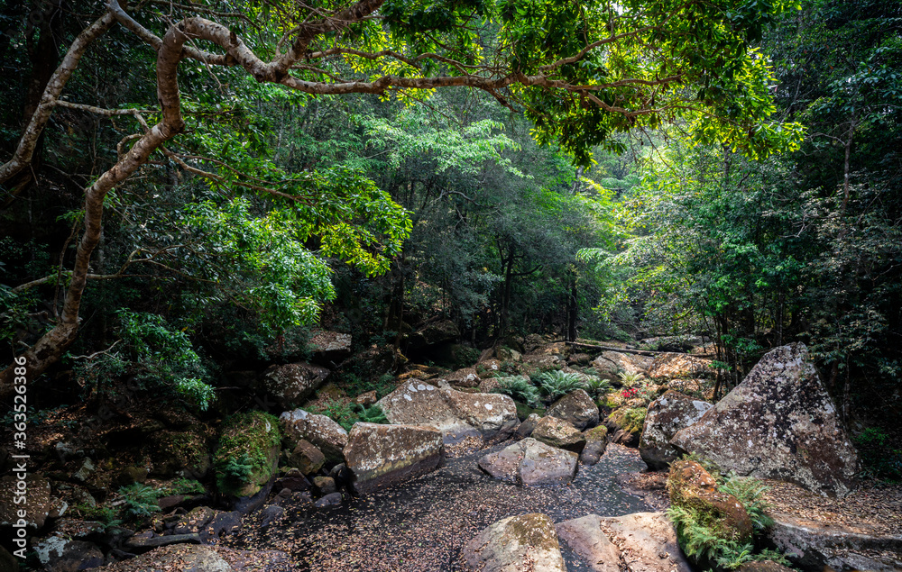 Fototapeta premium Tropical rainforest without water in rock river in summer.