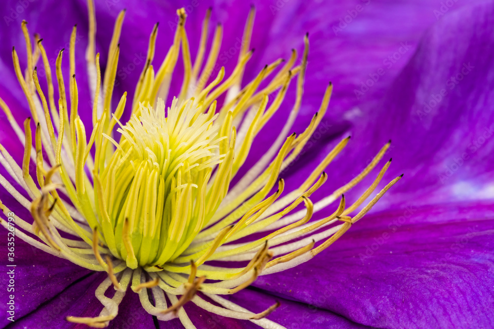 Obraz premium Very close-up purple clematis flower with yellow interior. Macro floral view.