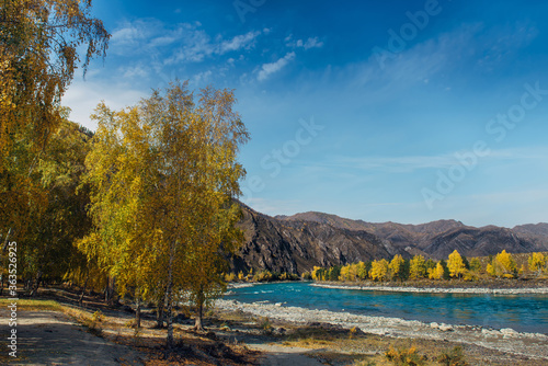 Colorful mountain landscape. River valley on sunny autumn day. Turquoise river on the background of rocks, yellow birch trees, blue sky. Natural backgrounds, images for advertising, photo wallpapers.