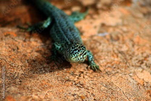 Lizard. Islas Baleares.
