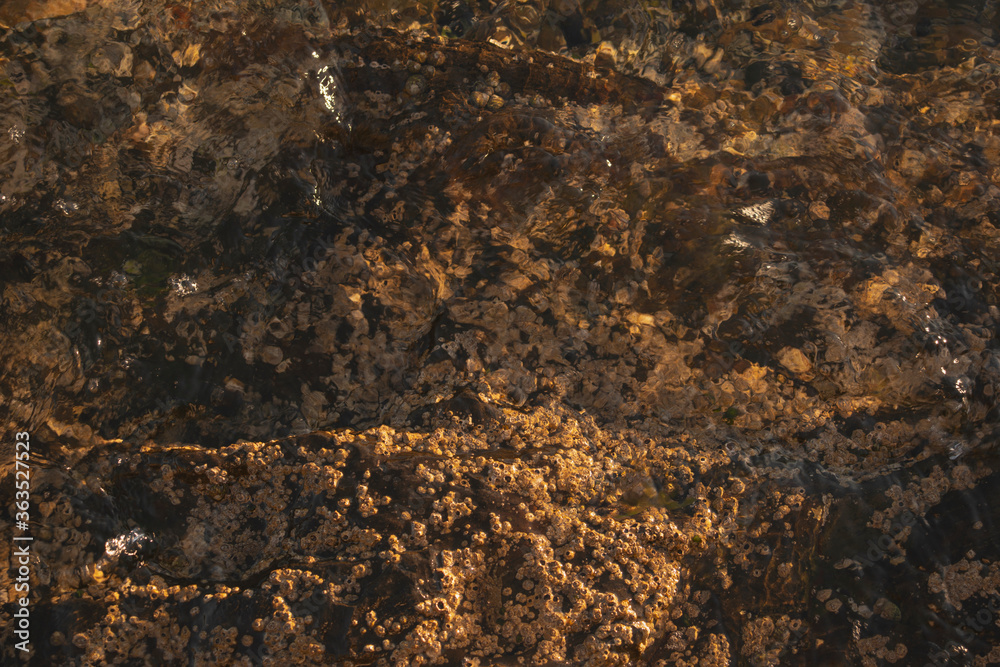 Mediterranean ocean rock detail filled with limpets and sunlight horizontal Mediterranean ocean rock detail filled with limpets and sunlight horizontal