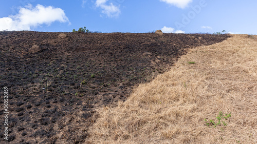 Fire Burned Grass Hill Half Half Dry Panoramic Abstract Nature Background with Blue Sky