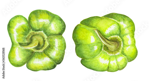 Watercolor green bell peppers on white background. Hand drawn vegetable illustration set.