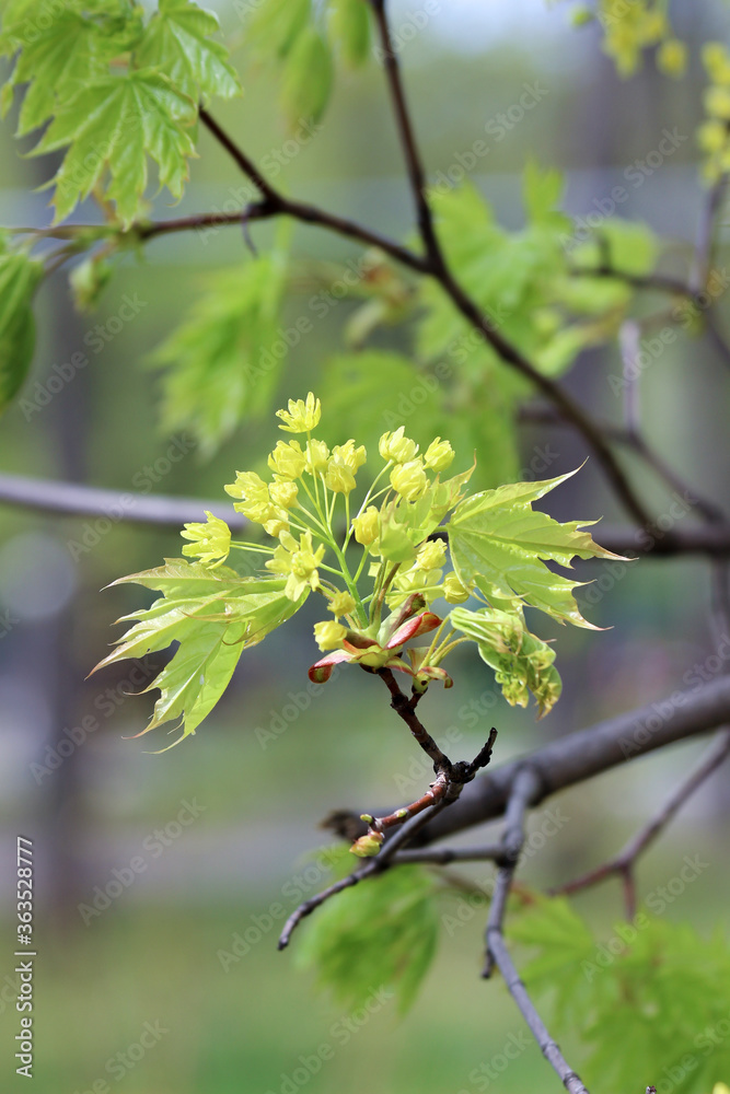 Closeup of flowers and young leaves of the Norway maple tree (Acer platanoides) Closeup of flowers and young leaves of the Norway maple tree (Acer platanoides)