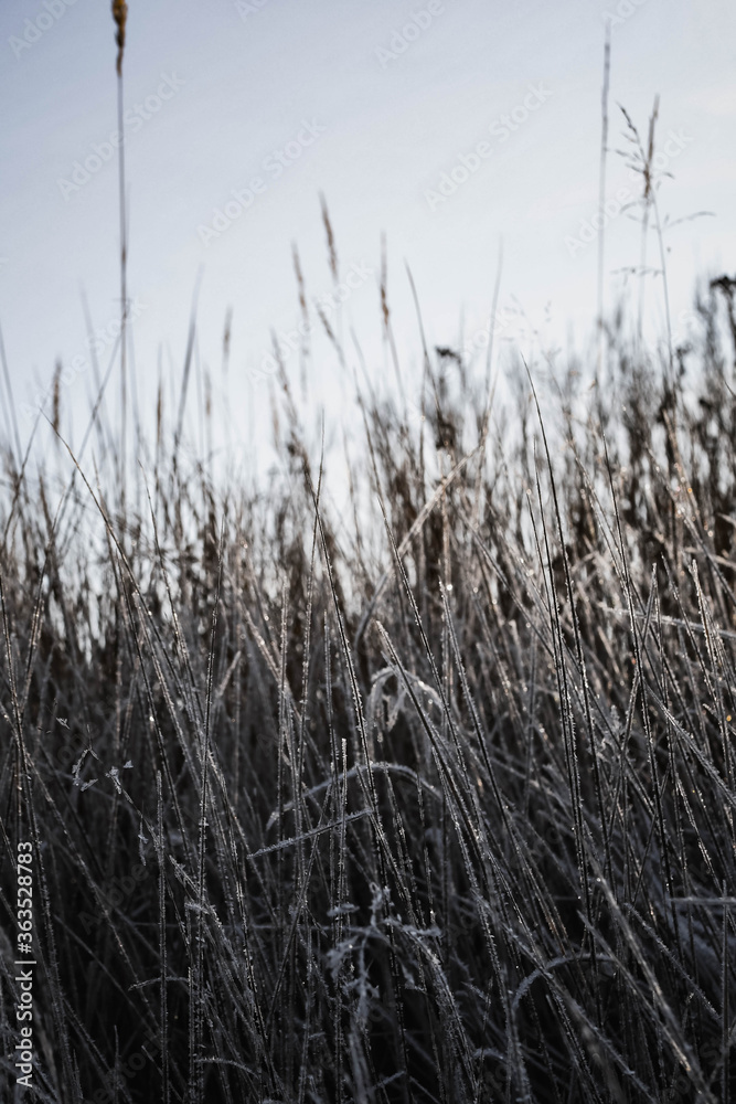 reed in the snow reed in the snow
