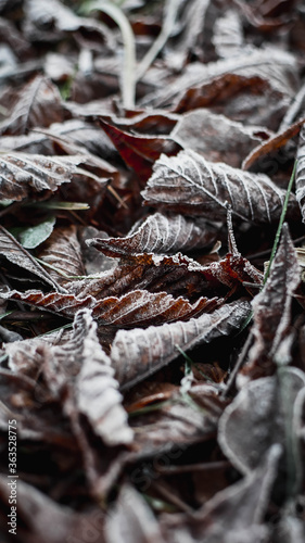 leaves in the snow