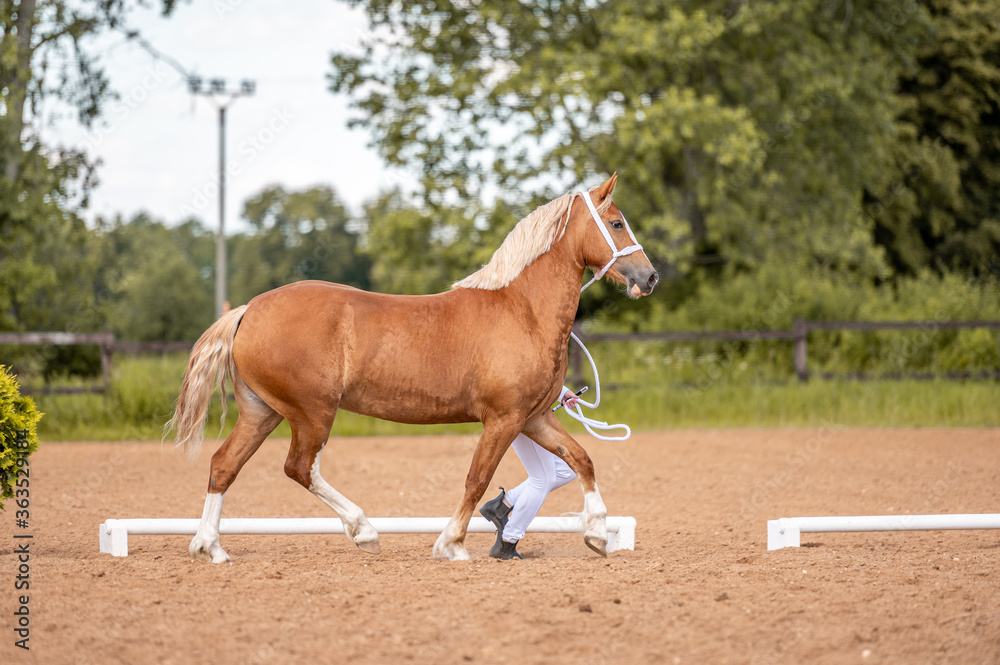 Obraz premium Horse show in hand, portrait of beautiful helathy horse.