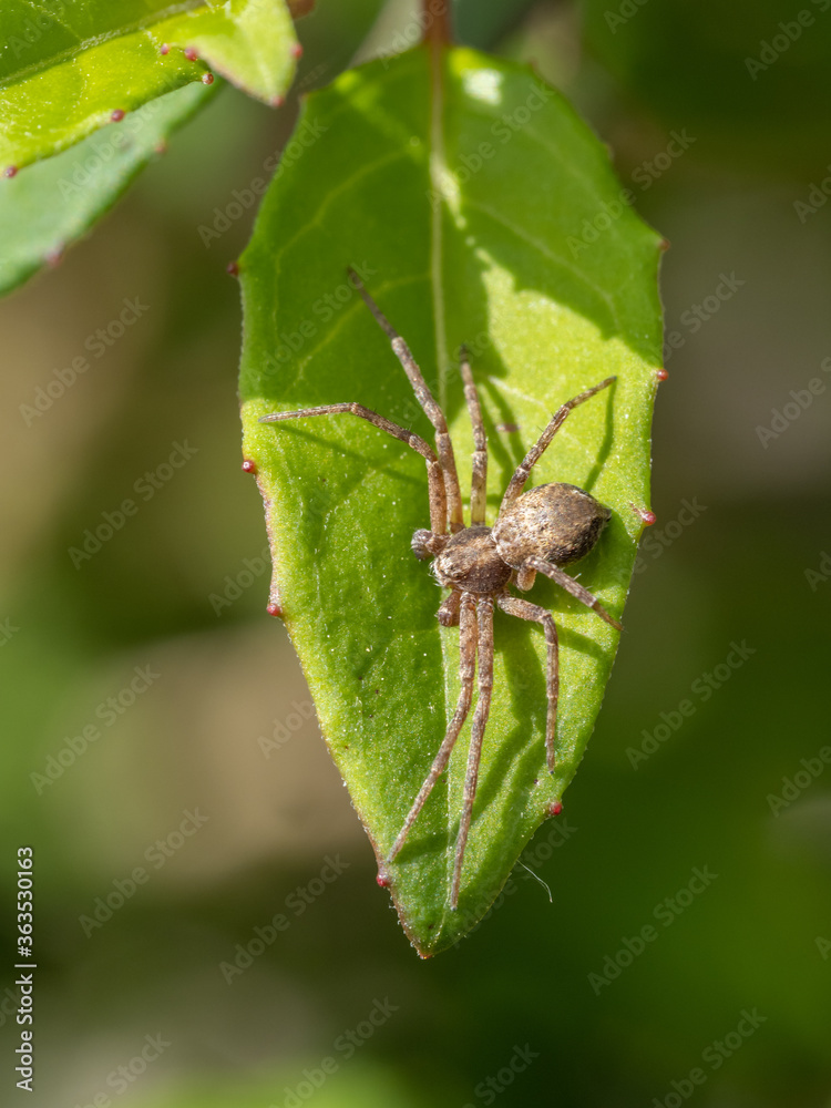 Spider hiding on a fuchia leaf Spider hiding on a fuchia leaf