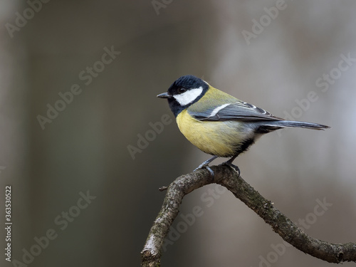great tit parus major on the branch