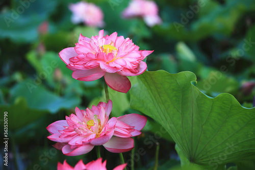 Peony Lotus flowers close-up,beautiful pink peony lotus flowers blooming in the pond 