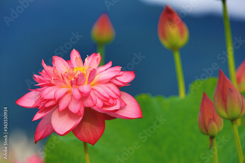 Peony Lotus flower close-up beautiful pink peony lotus flower and buds blooming in the pond  