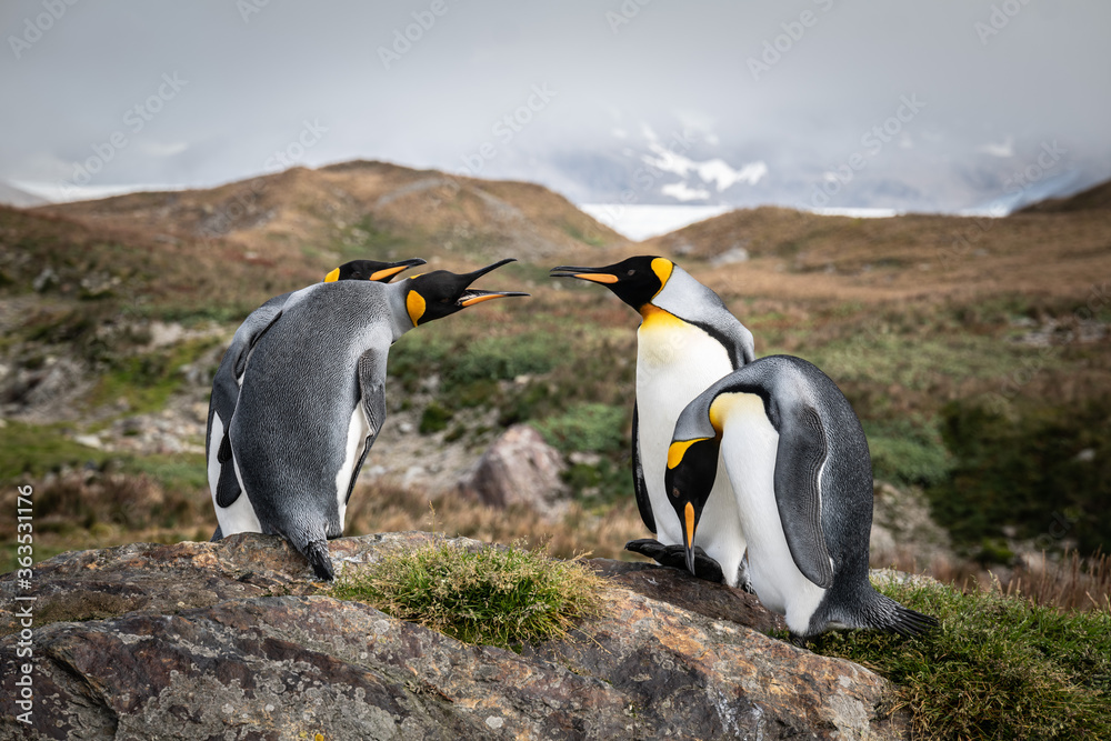 Obraz premium King Penguin Colony, Saint Andrews Bay, South Georgia