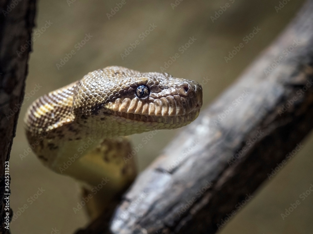 snake in a tree snake in a tree
