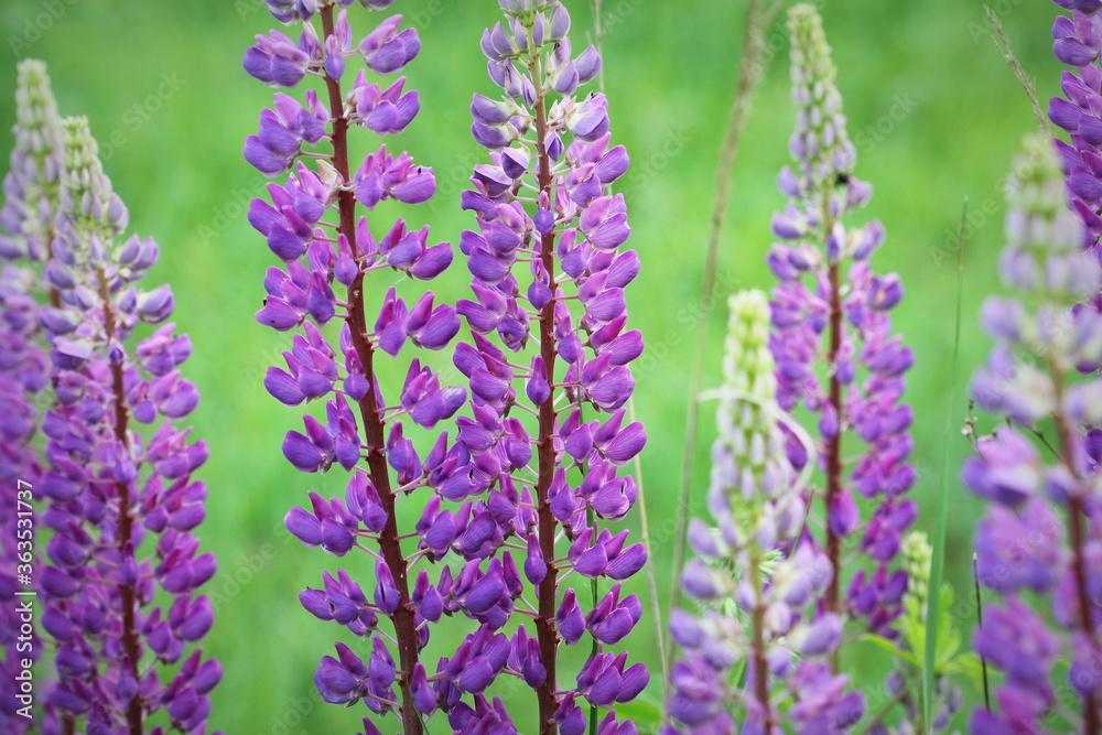 Naklejka premium Lupinus, lupin, lupine field with blue flowers. Bunch of lupines summer flower background