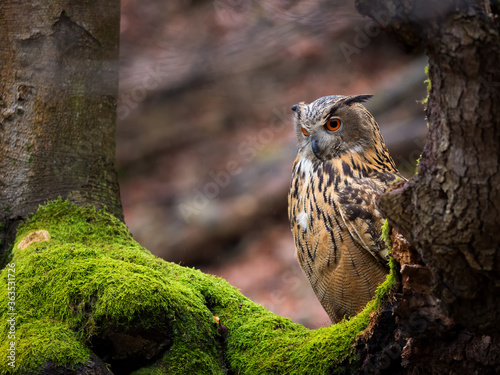 eagle owl in the for forest