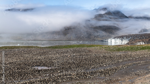 Tableau sur toile King Penguin Colony, Saint Andrews Bay, South Georgia