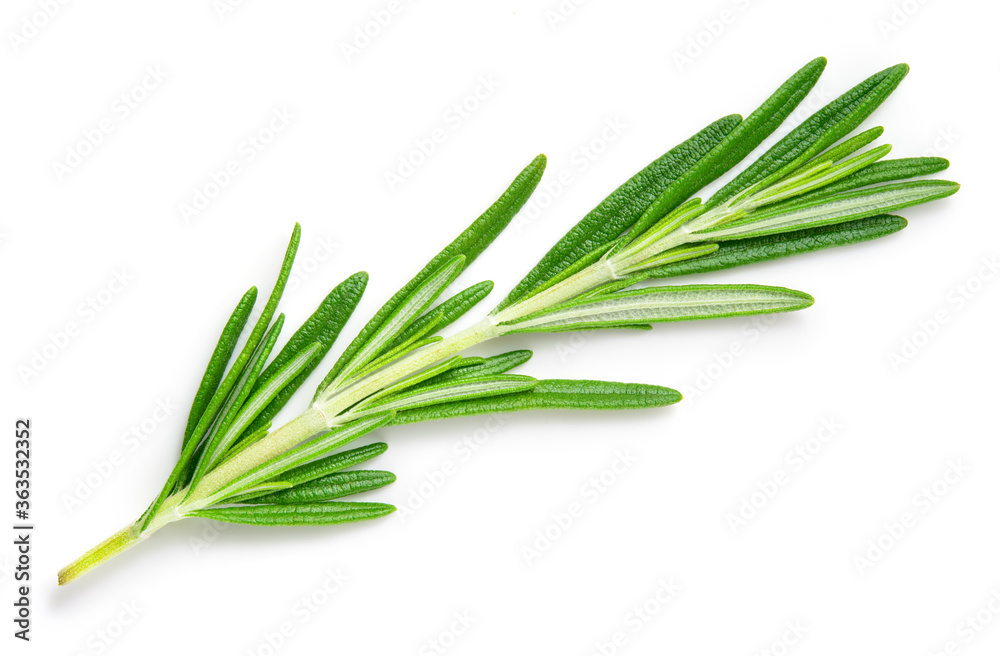 Rosemary isolated on white background. Top view rosemary twig. Green herb isolated on white. Rosemary isolated on white background. Top view rosemary twig. Green herb isolated on white.