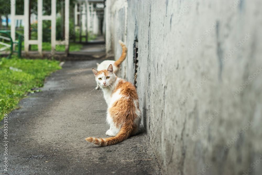 Two white-red stray cats are sitting at the entrance of the house on a cloudy summer day after rain.