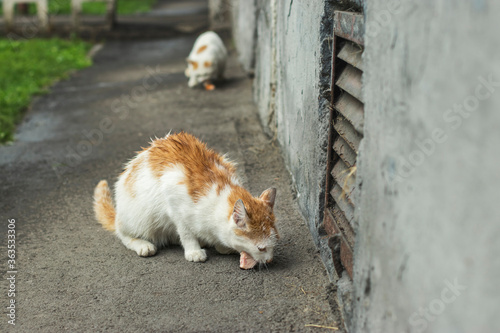 Red stray cats at the entrance. Hungry cat eats sausage. City life.