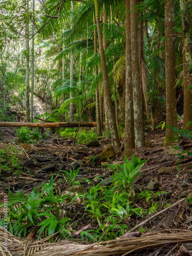 Rainforest with Palm Trees and Stream