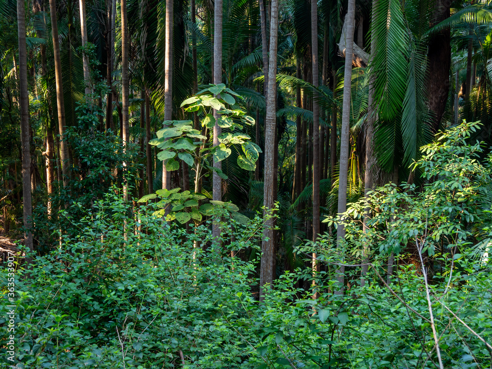 Rainforest Scene with Stinging Tree
