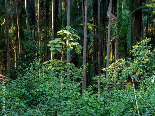 Rainforest Scene with Stinging Tree photo