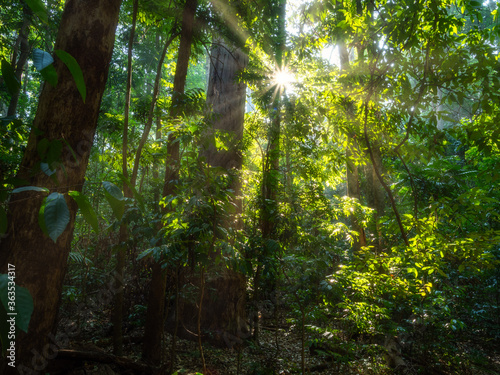 Rainforest Light with Sunburst