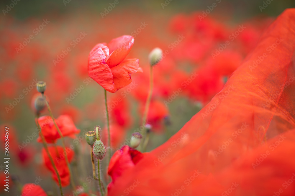Obraz premium Beautiful blooming red poppy field blurred background. Landscape with wildflowers. Transparent organza fabric falling on wildflowers
