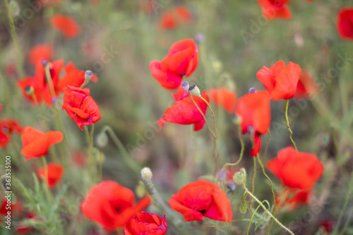 Beautiful blooming red poppy field blurred background. Landscape with wildflowers.