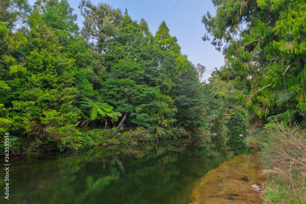 A river in New Zealand native forest. The trees are reflected in the glassy water A river in New Zealand native forest. The trees are reflected in the glassy water