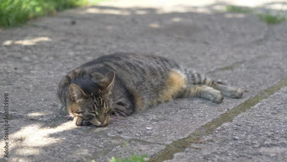 Gray cat lying on the ground in 4k slow motion 60fps Gray cat lying on the ground in 4k slow motion 60fps
