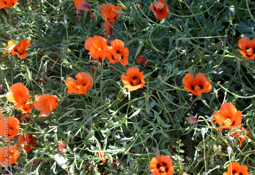 red poppy flower in the garden