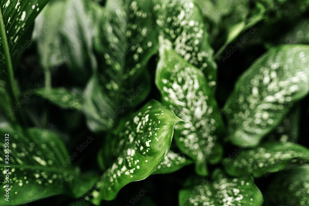 Green plant in the garden. Fresh green and white leaf background. Dieffenbachia . Green plant in the garden. Fresh green and white leaf background. Dieffenbachia .