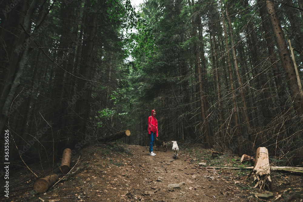 Minimalistic full-length photo of a hiker girl in a red jacket wearing a hood in the mountain fir forest. Young female traveler with a stray dogs among the tall trees in the woods.
