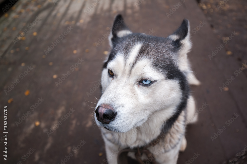 Fototapeta premium siberian husky dog at Sami Village, Murmansk, Russia