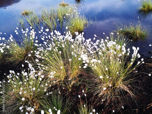 Tussock cotton-grass growing in Himmelmoor peat bog, Quickborn Germany photo