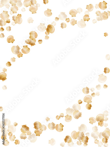 Gold seashells vector, golden pearl bivalved mollusks. 
