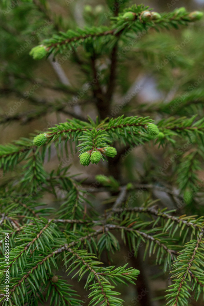 Fototapeta premium Green soft tree young sprout into the woods