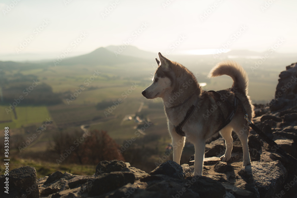 siberian husky dog standing in a harness standing on a medieval castle wall ruin hiking on a mountain