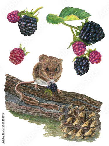 Hand-drawn set of graphical illustrations. Blackberry leaves and berries, mousy and pine cone for cards, decoration, stickers, decoration, design and other purposes. photo