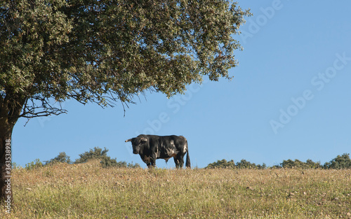 A brave bull looks at us defiantly in the middle of the Extremadura pasture.