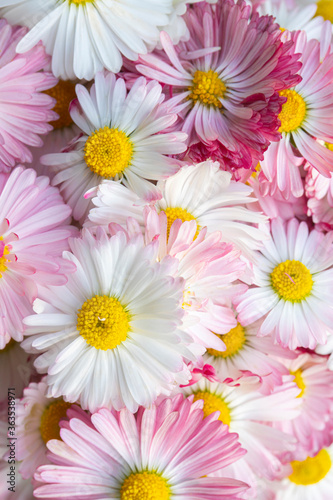 Romantic background of pink Daisy flowers. Beautiful English daisy flowers. Summer  little chamomile. © Anna_BY