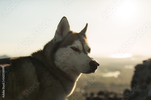 siberian husky dog close up head portrait hiking on a mountain © Oszkár Dániel Gáti