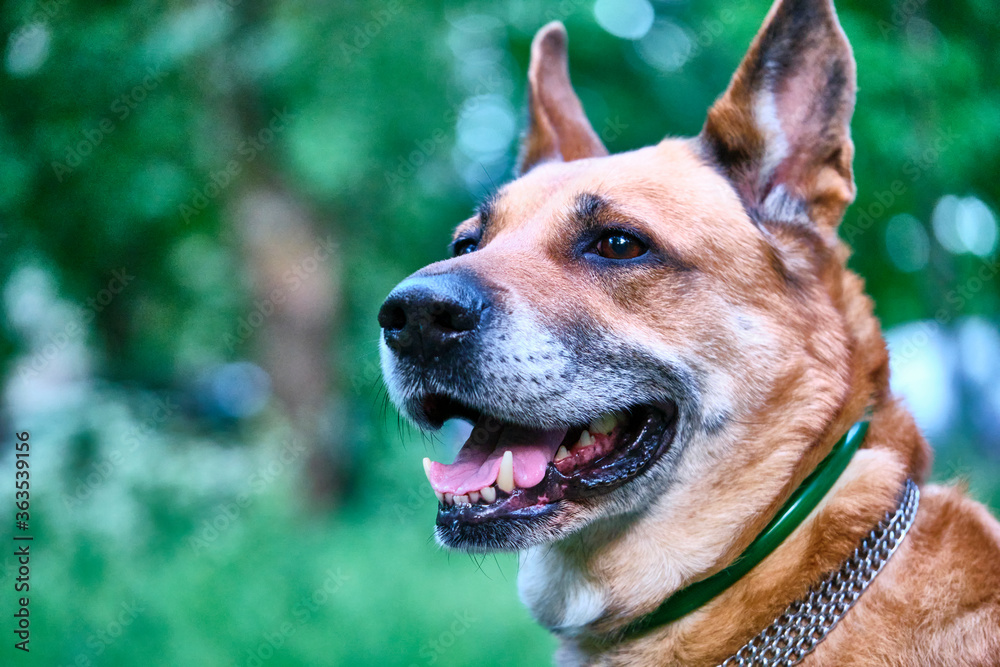 portrait of a beautiful dog. general plan.