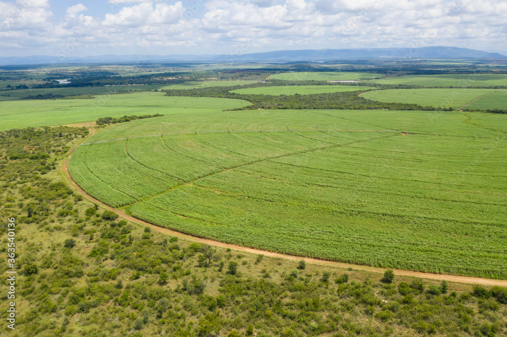 Aerial view over plantation of sugar canes agriculutural in eSwatini Africa