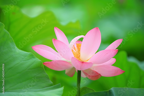 Beautiful pink lotus  close-up photos